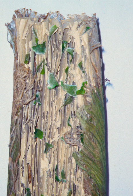 Craig4Scan-120521-0020