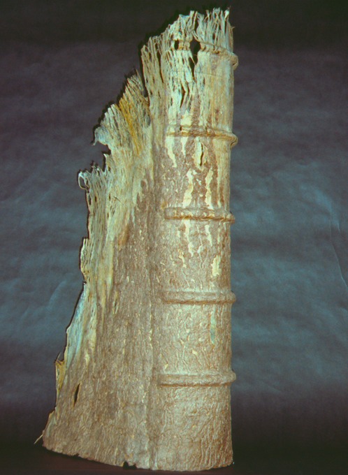 Craig4Scan-120522-0013