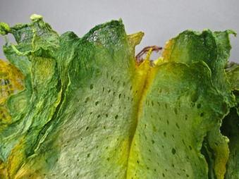 IMG_3410 - Version 2